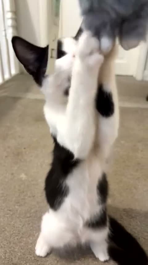 Mixed Breed cats for sale: cute soft boy kitten ready to find a loving home in Grays - Video 2