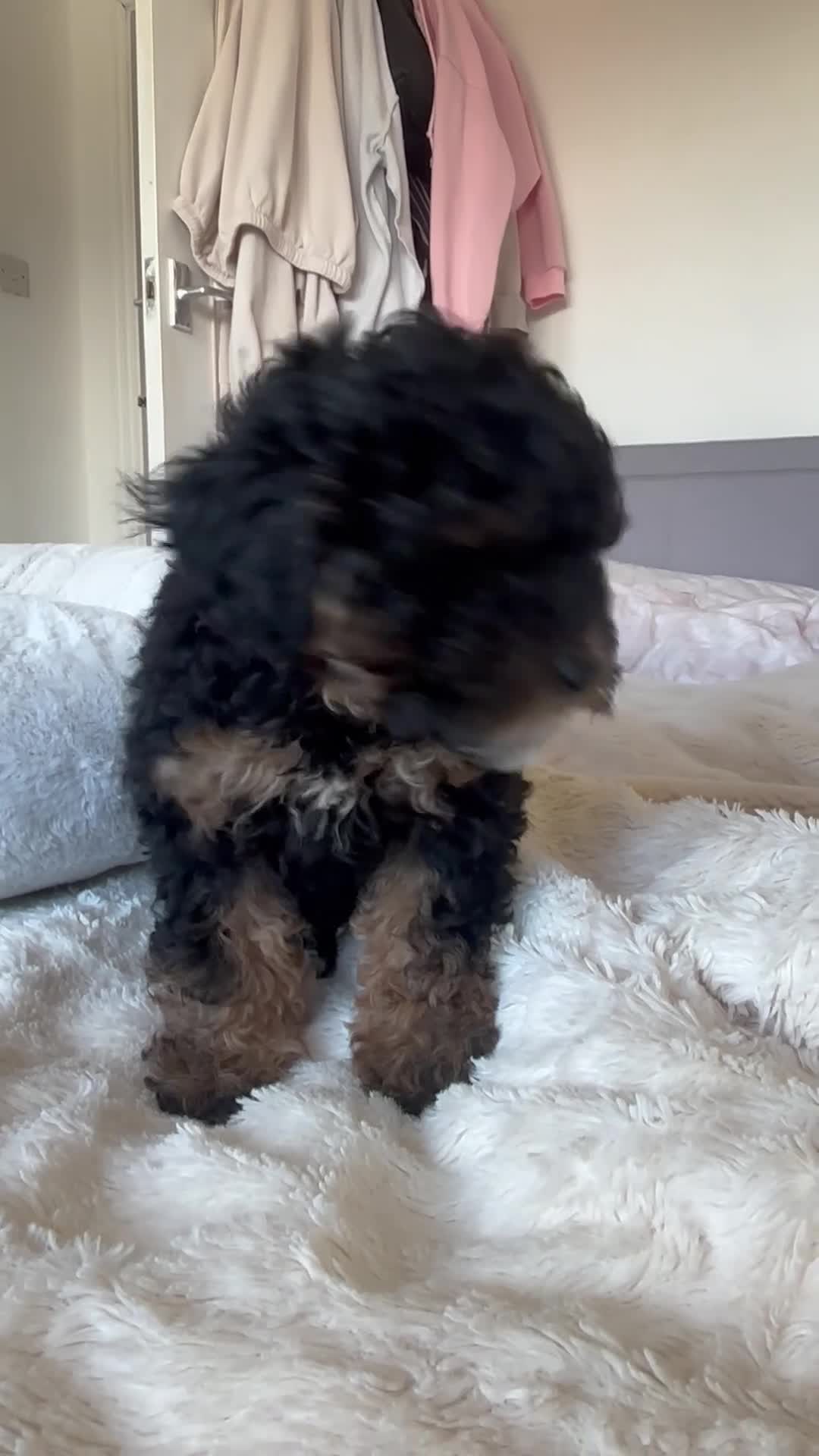 Toy Poodle dogs for sale: Lovely toy poodle puppy - Video 2