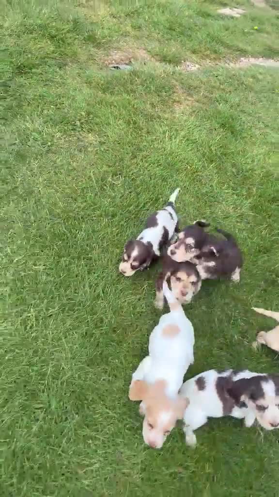 Cocker Spaniel dogs for sale: Cocker Spaniel puppies - Video 3