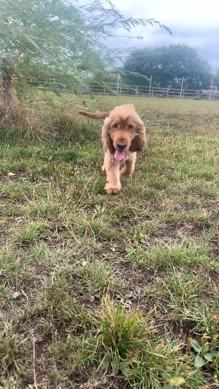 Cocker Spaniel dogs for sale: Proven kc registered show cocker spaniel for sale - Video 2