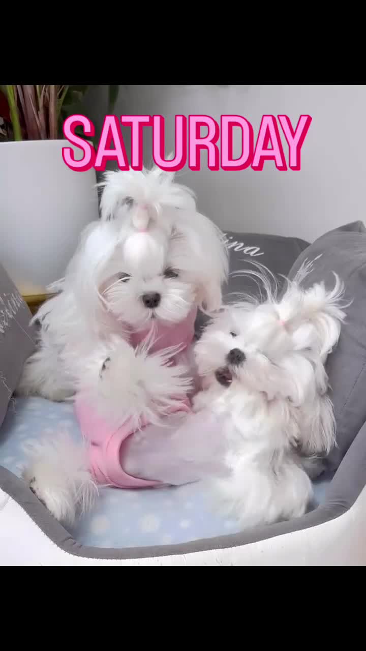 Maltese dogs for sale: 🌟Just One Left 🌟Bambelina Maltese🌟 - Video 2