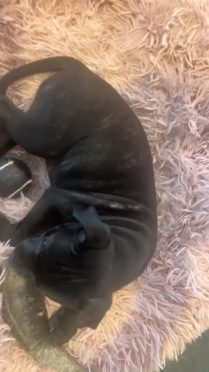 Staffordshire Bull Terrier dogs for sale: Last Stunning girl  - Video 1