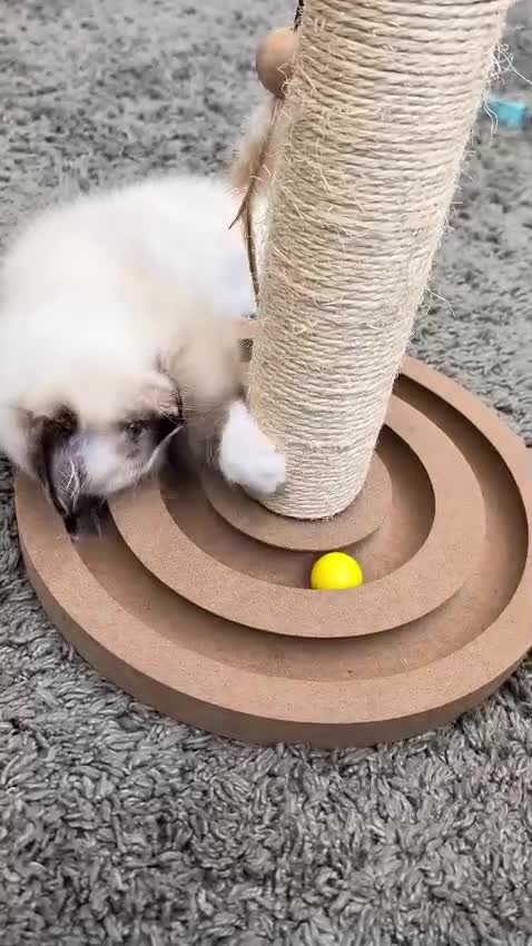 Ragdoll cats for sale: READY to go: 2 Purebred Ragdoll Kittens  - Video 4