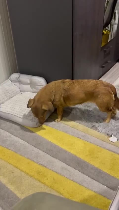 Dachshund dogs for adoption: Sweet Jessica Looking for a family  - Video 2