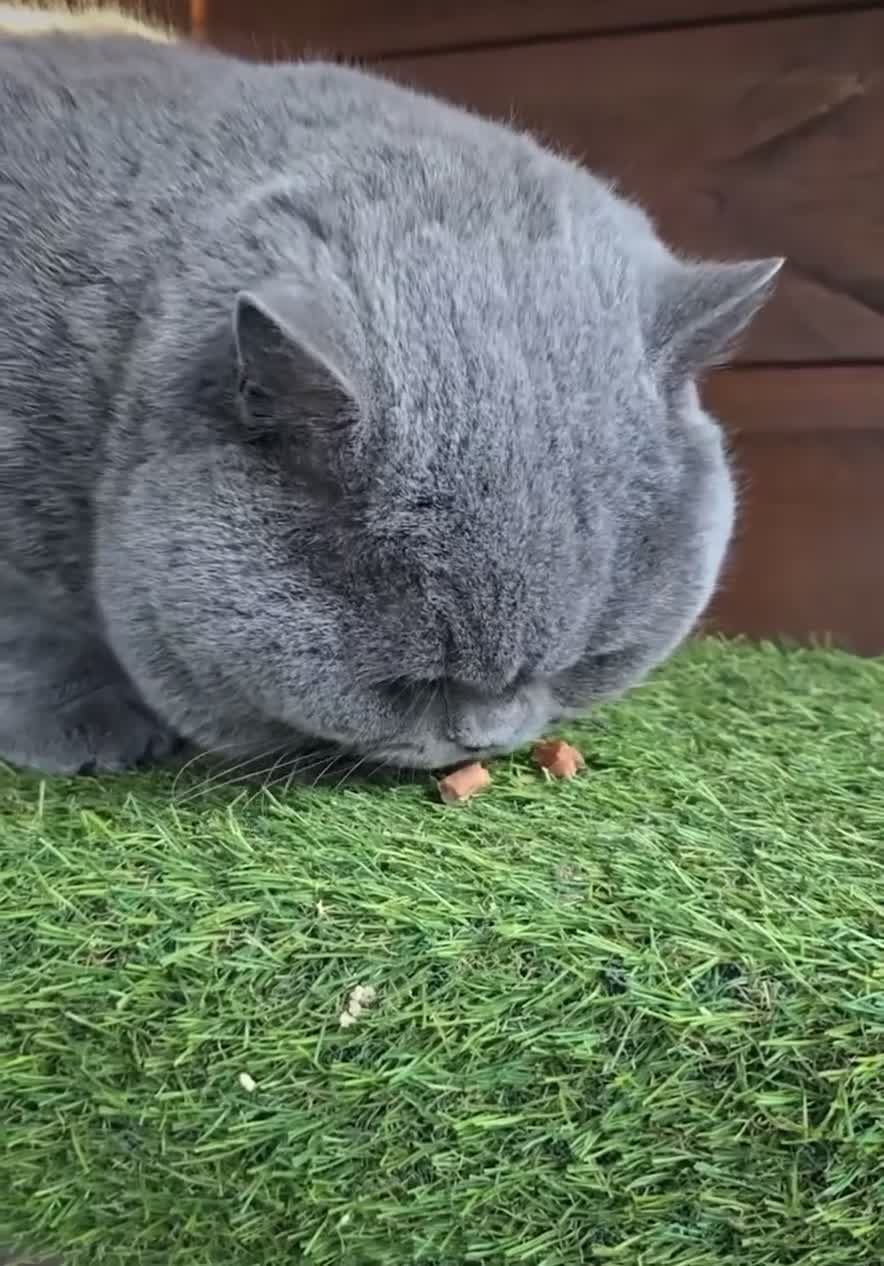 British Shorthair cats for stud: 👑 BRITISH SHORTHAIR STUD SERVICE AVAILABLE 👑 - Video 2