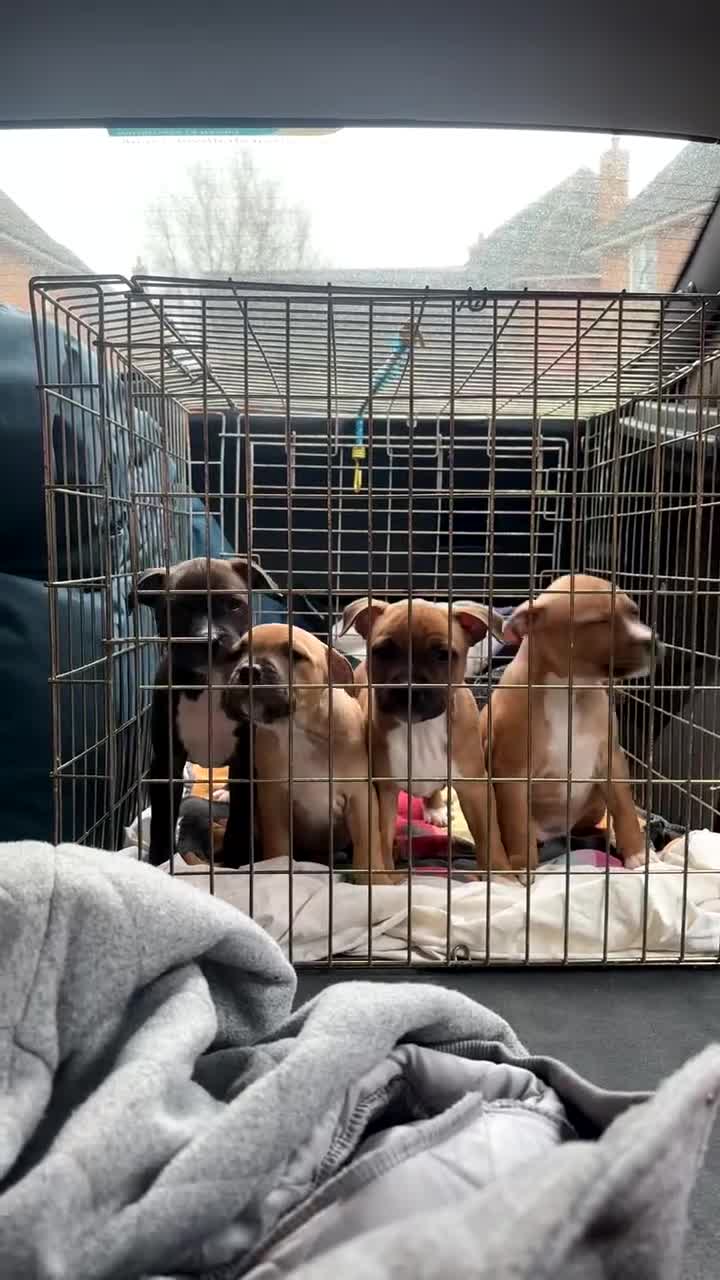 Staffordshire Bull Terrier dogs for sale: Last of the litter > Ready Now - Video 1
