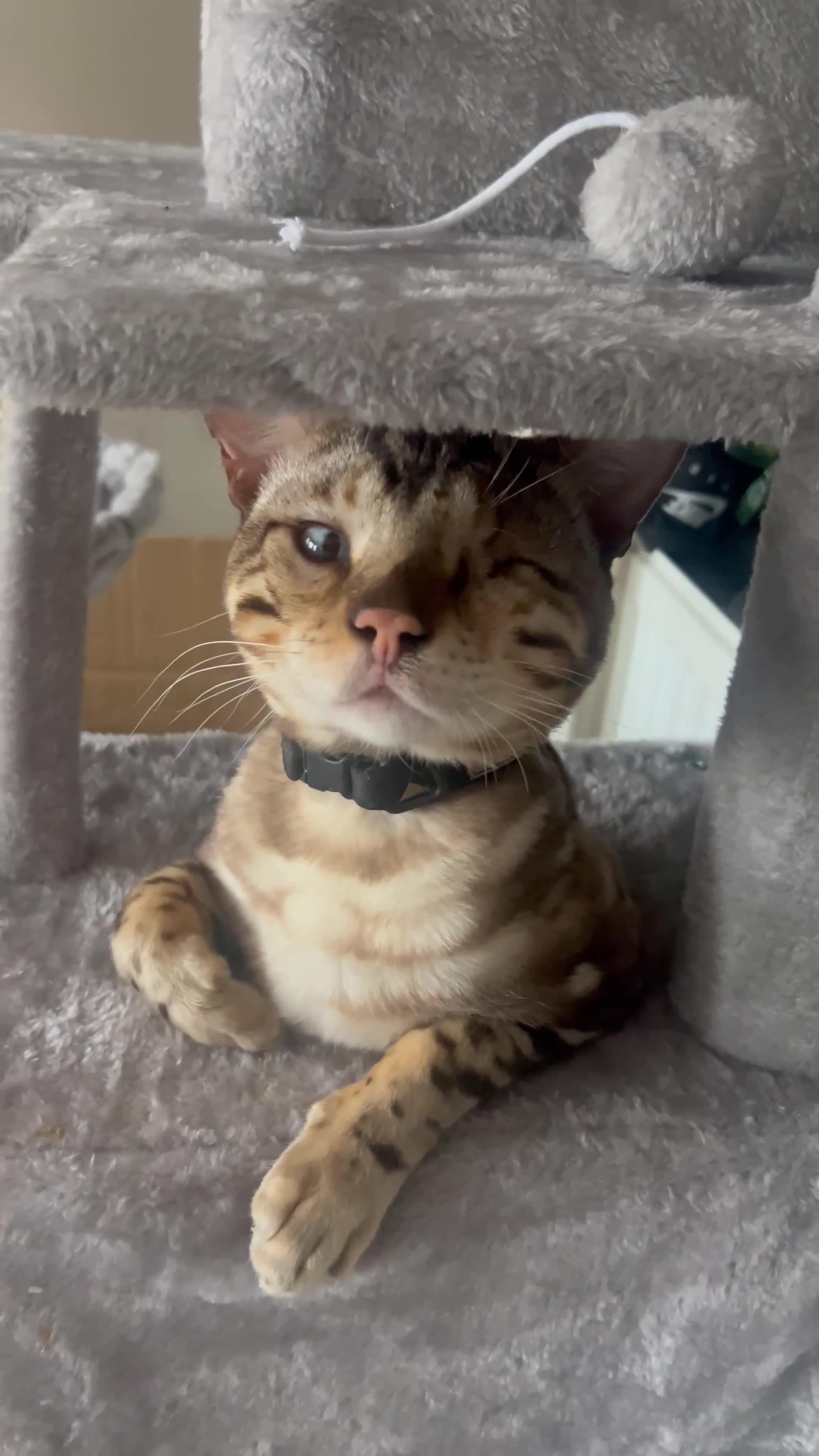 Bengal cats for stud: Beautiful TICAregistered Bengal available for stud - Video 2