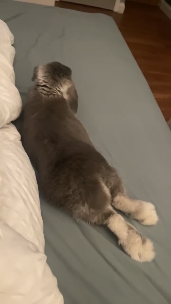 Mini Lop rabbits for sale: Blueberry  in Great Yarmouth - Video 1