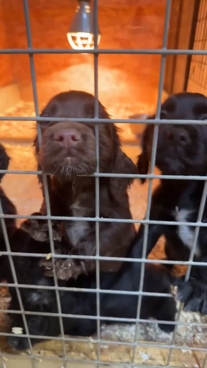 Cocker Spaniel dogs for sale: Cocker spaniel puppies - Video 1