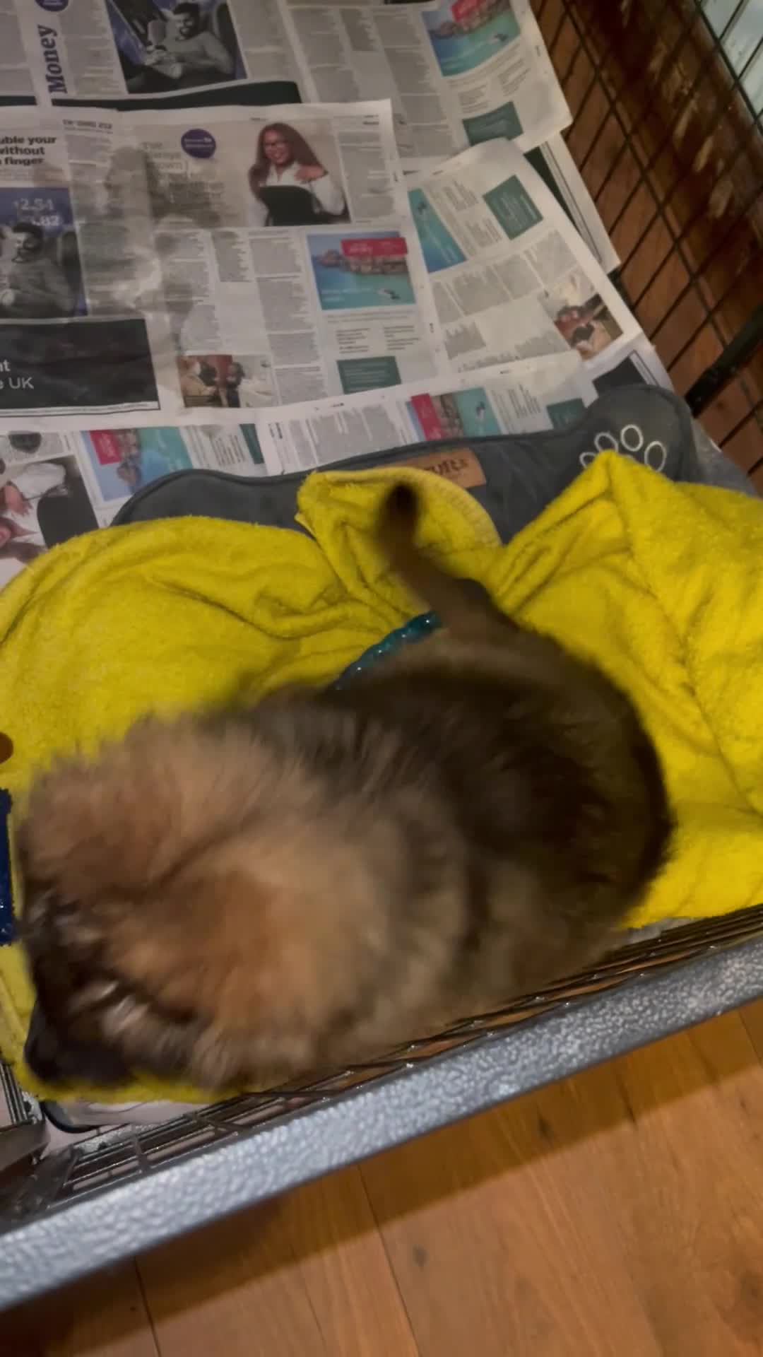 German Shepherd dogs for sale: German Shepherd MALE - Huge  - Video 4