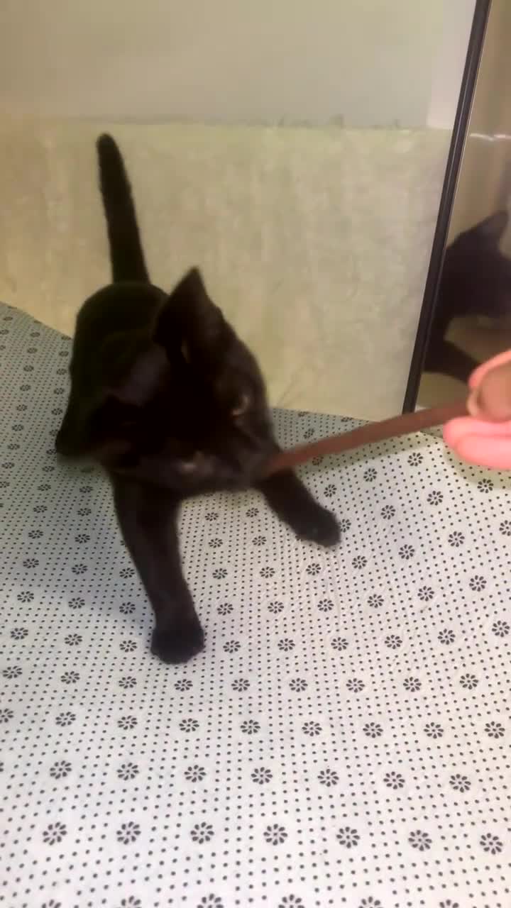 Mixed Breed cats for sale: kittens for sale in gravesend in Gravesend - Video 1