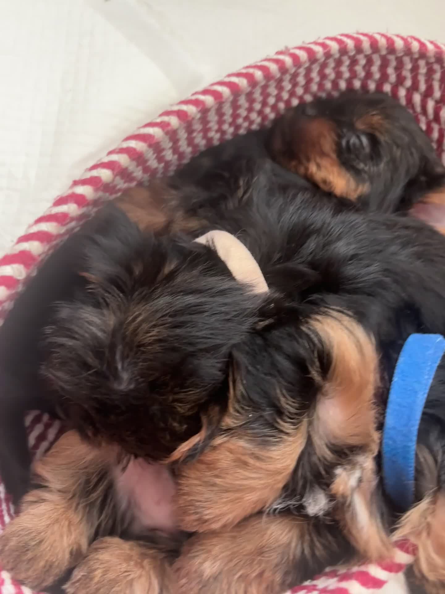 Yorkshire Terrier dogs for sale: ❤️Last girl available Miniature yorkshire terrier - Video 2