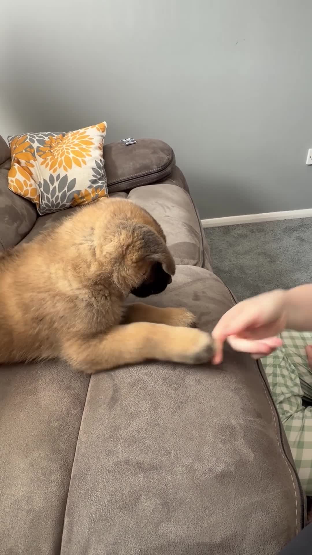 Akita dogs for sale: American Akita  - Video 2