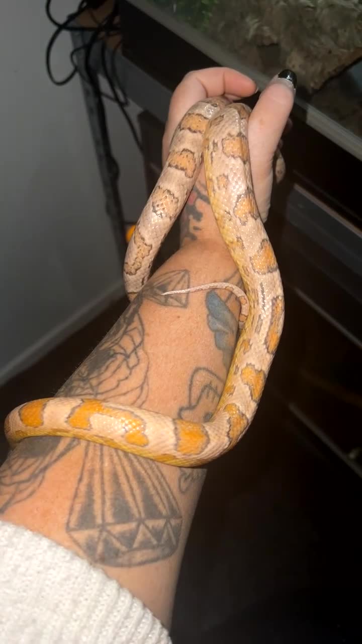 Python Snake reptiles for sale: Corn and royal  - Video 1