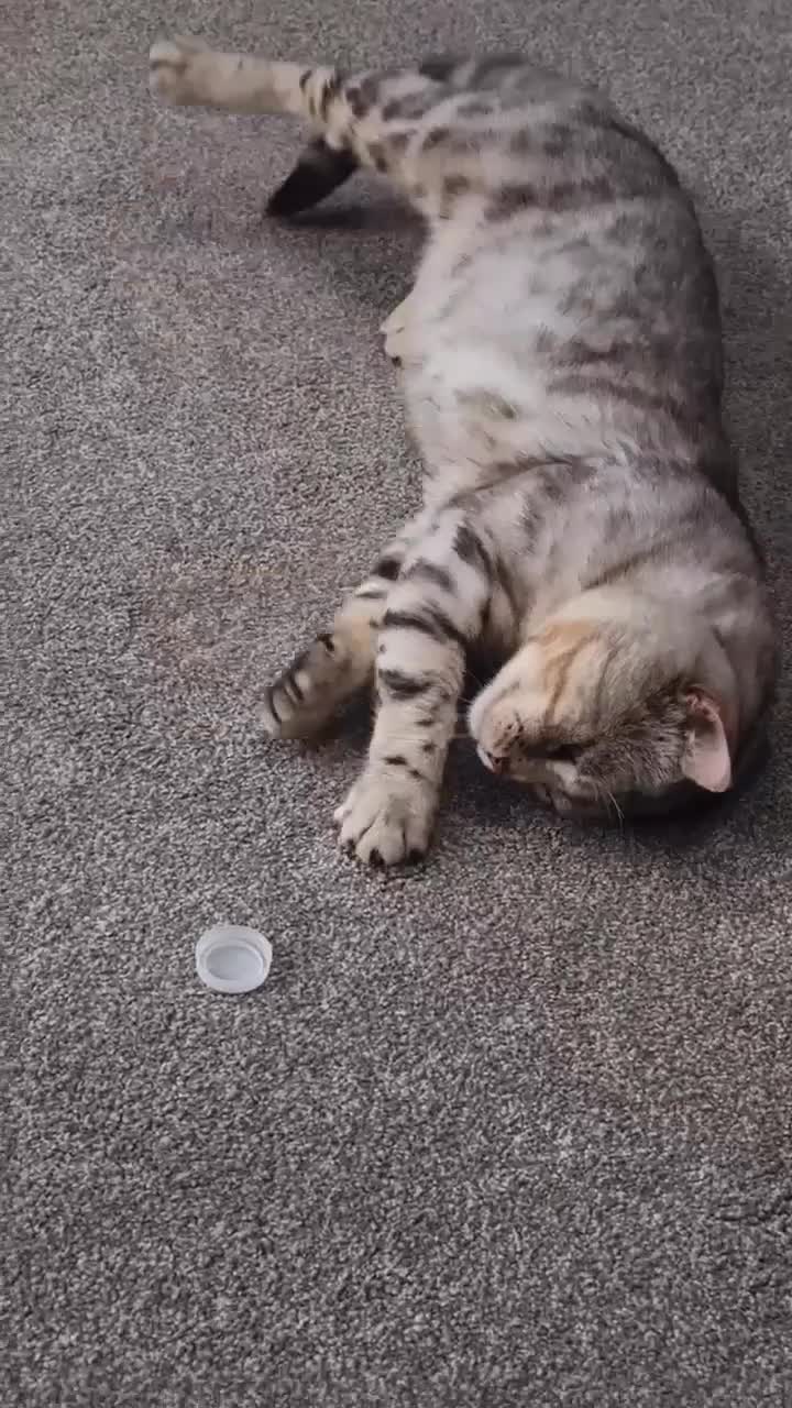 Mixed Breed cats for sale: Rare Silver Bengal x British Shorthair Boy  in Bolton - Video 1