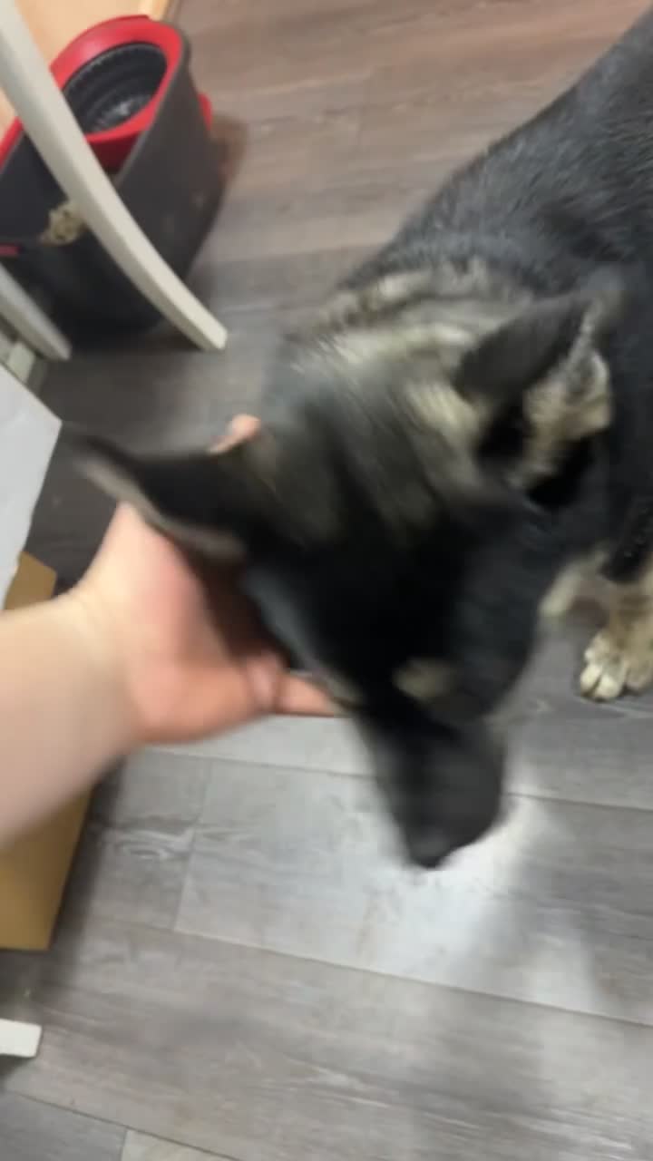 Mixed Breed dogs for sale: 5 month old husky mix Loki 💙 - Video 1