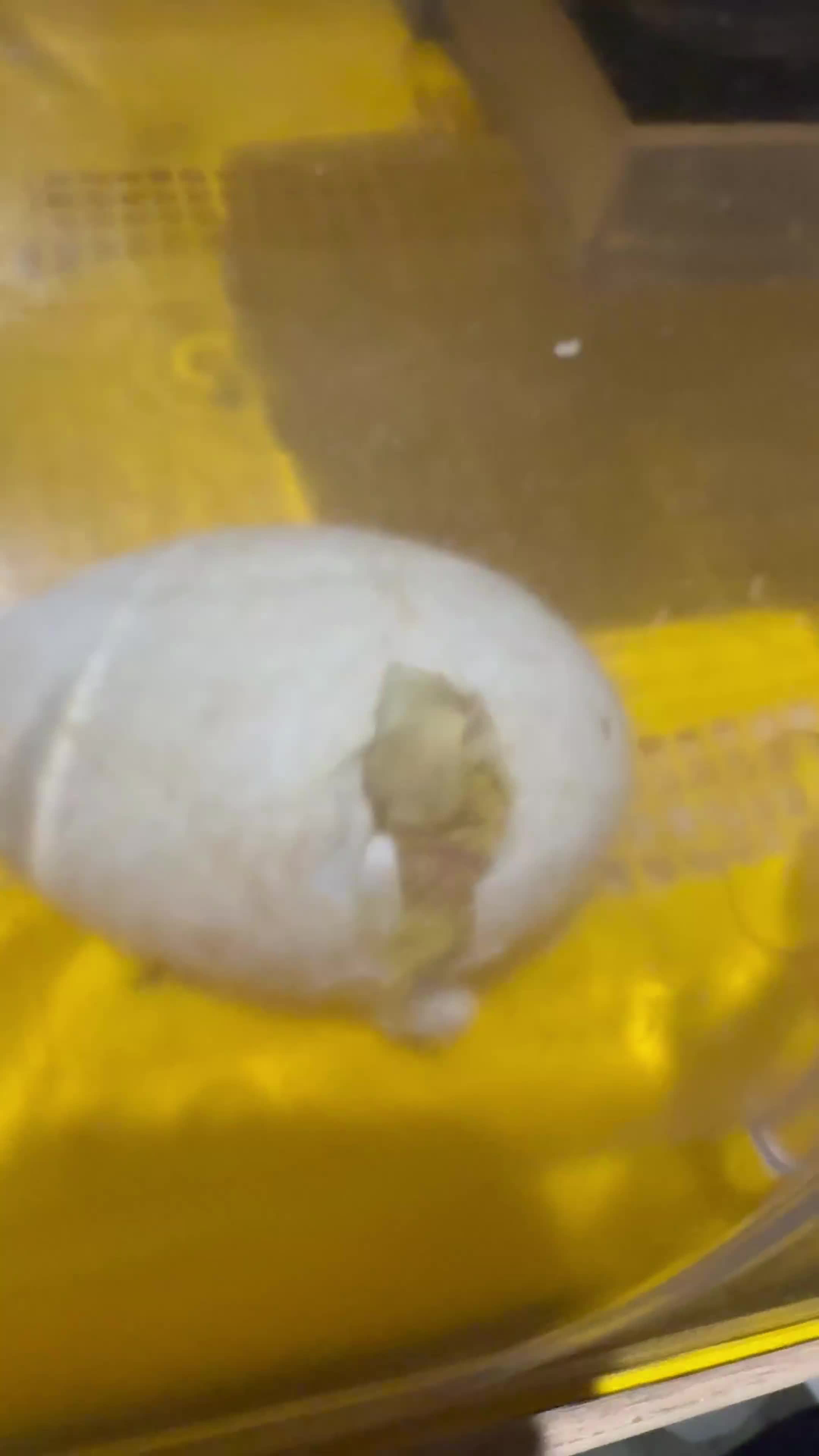 Geese poultry for sale: Baby goose for sale one left!! - Video 2