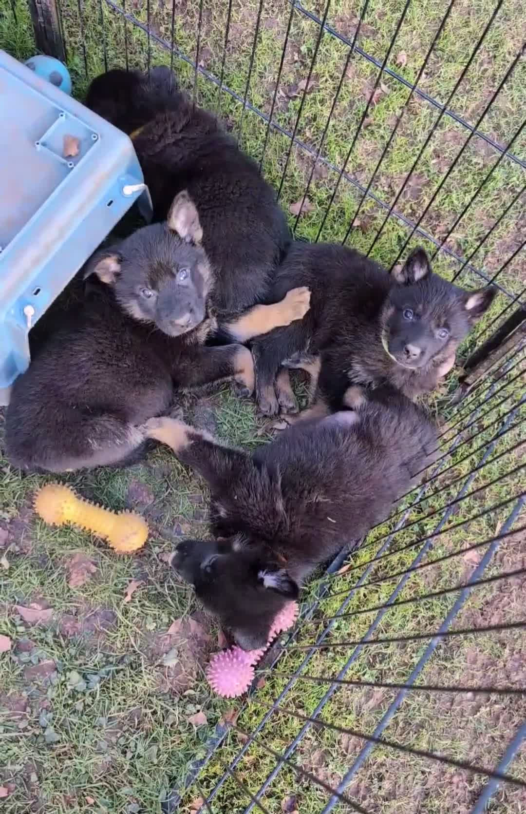 German Shepherd dogs for sale: Adorable Czech Shepherd Boys - Video 1