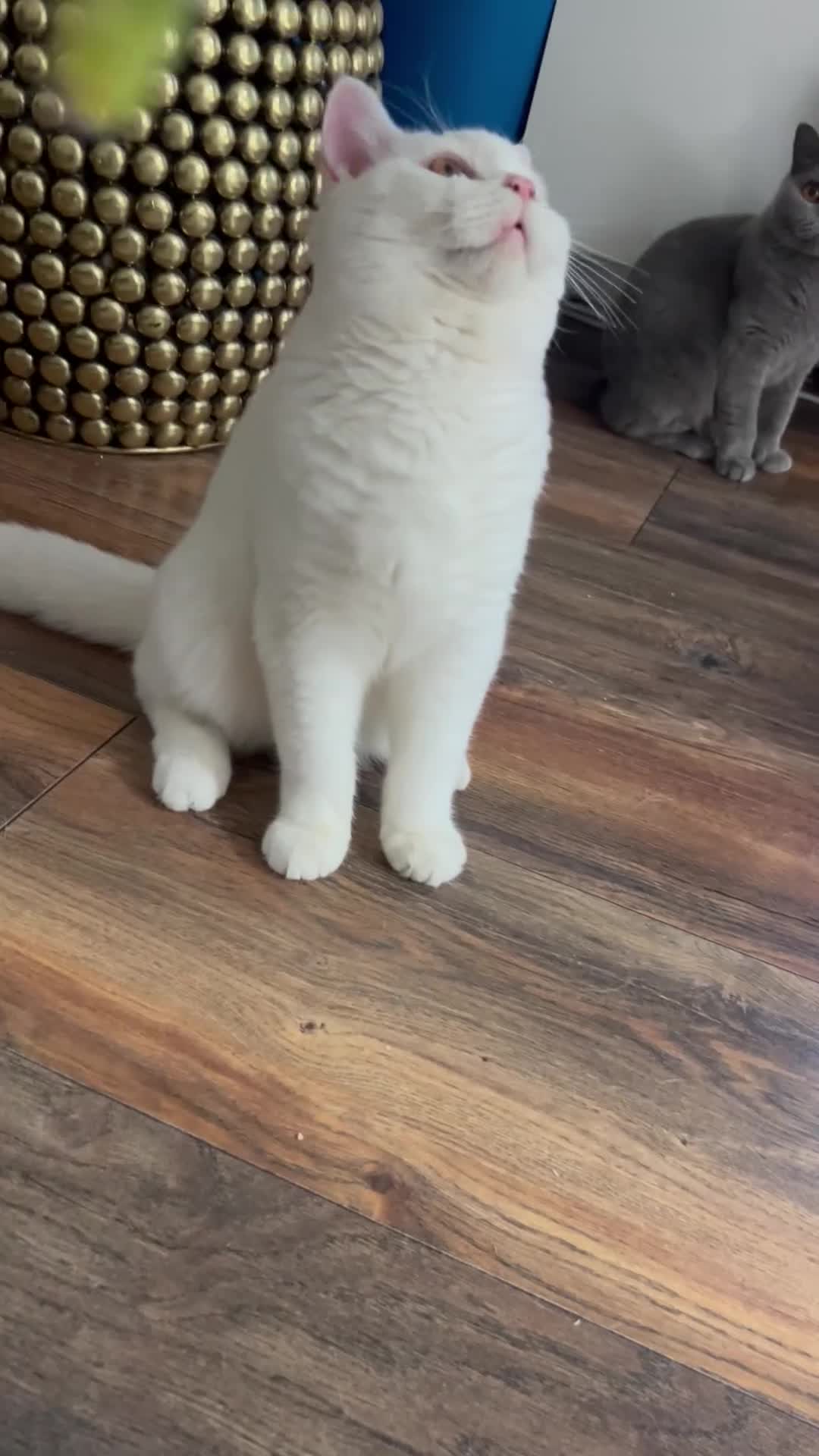 British Shorthair cats for sale: LAST 1  BSH WHITE  BOY GCCF REGISTERED!!!!! - Video 2