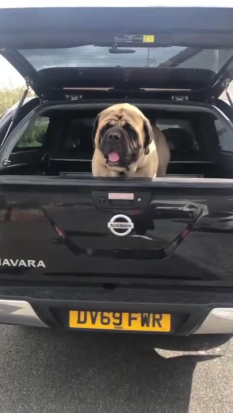 Mastiff dogs for sale: Kc registered old English mastiff puppies - Video 2