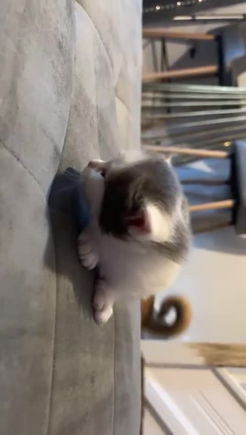 Mixed Breed cats for sale: Kittens for 5 star homes only  - Video 4