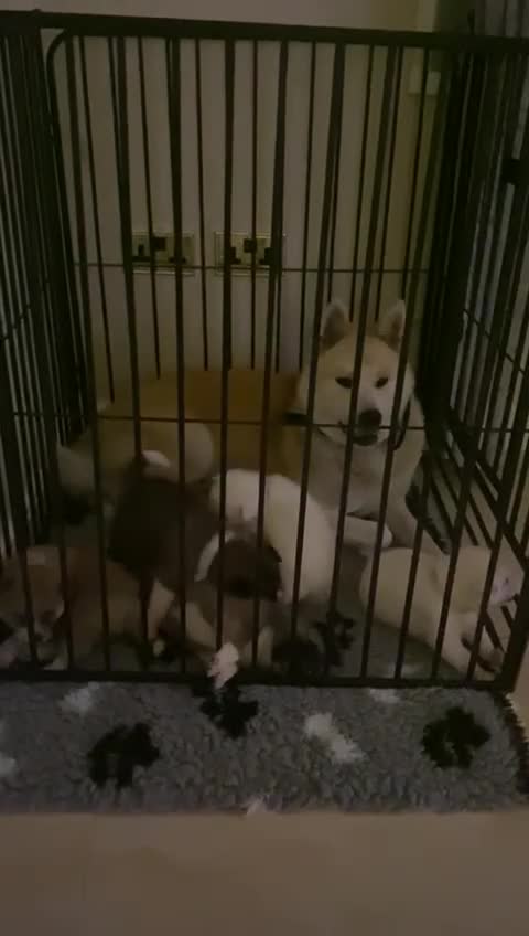 Akita dogs for sale: Akita  - Video 1