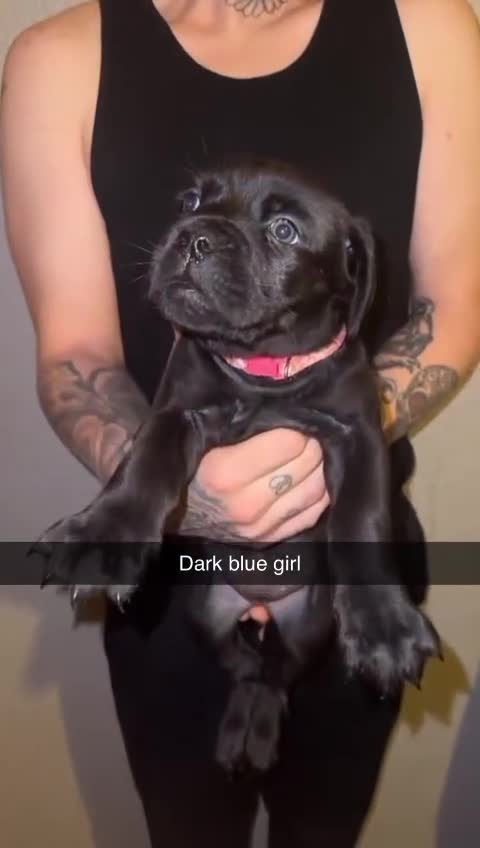 Cane Corso dogs for sale: Cane Corso Puppies - 4 Females & 1 Male, Ready Now - Video 2