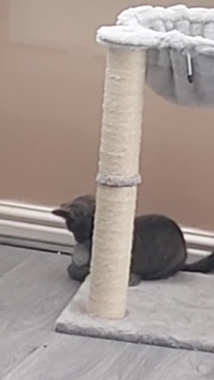 British Shorthair cats for sale: Full grey british short hair kittens  - Video 1