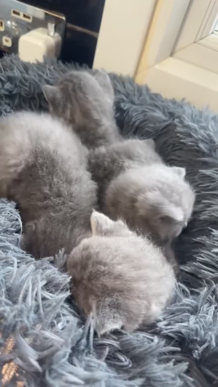British Shorthair cats for sale: 5 remarkable British shorthairs  - Video 1