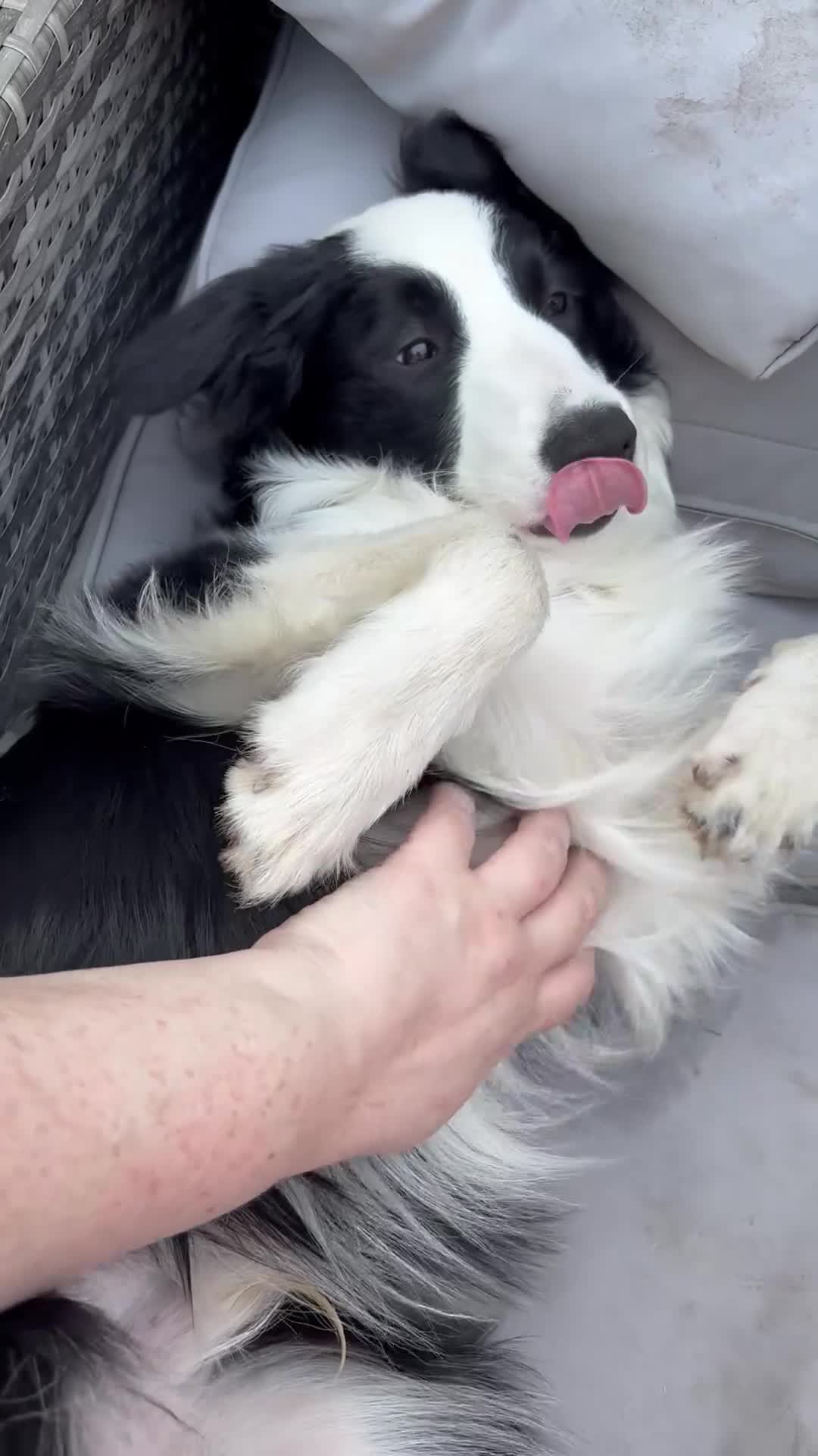 Border Collie dogs for sale: Alfie  - Video 1