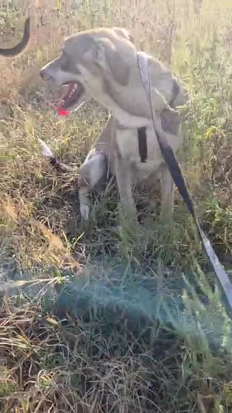 Mixed Breed dogs for adoption: ROXANA, a Beautiful young Girl - for a Loving Home - Video 3