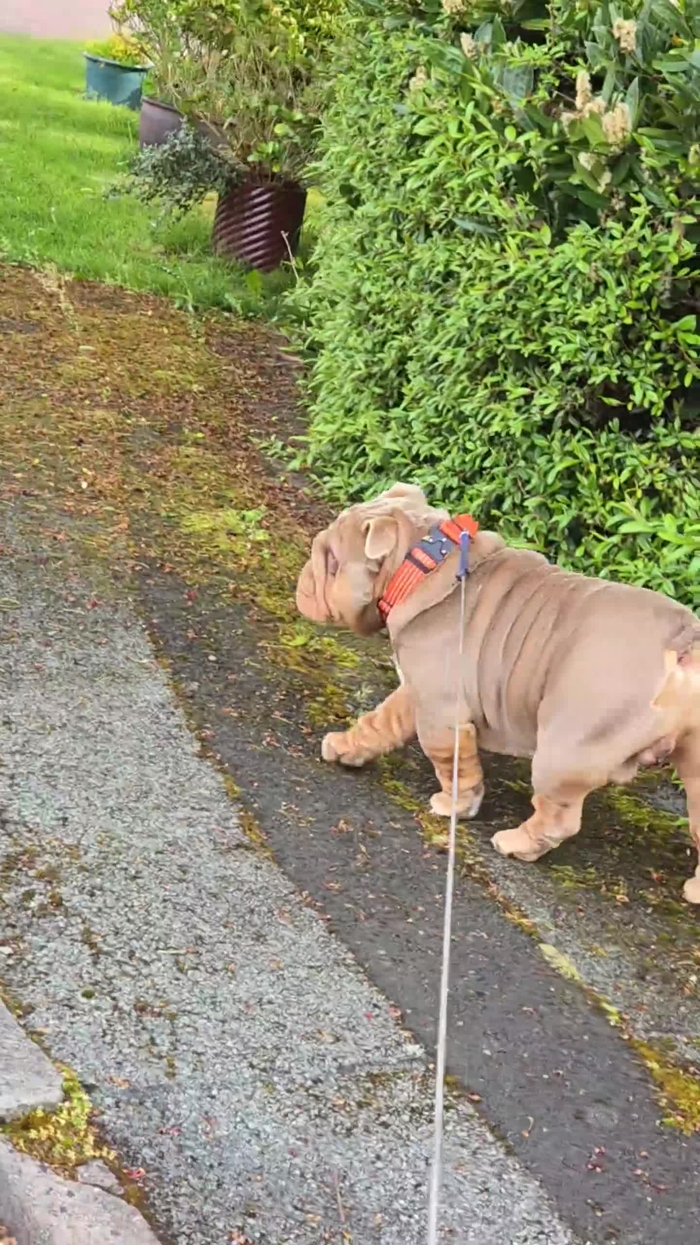 English Bulldog dogs for stud: Larry - Video 1