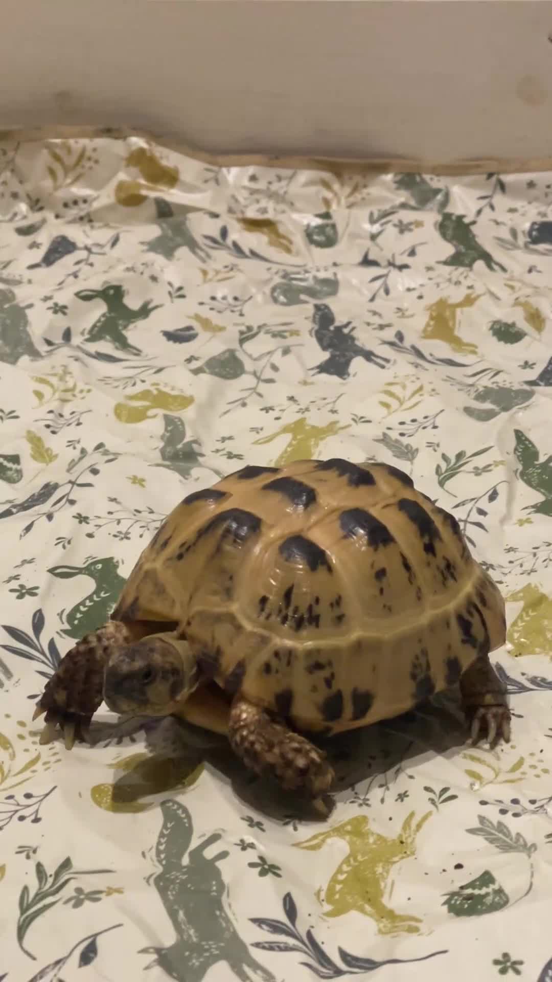 Tortoise reptiles for sale: Selling my beautiful Russian tortoise. - Video 1