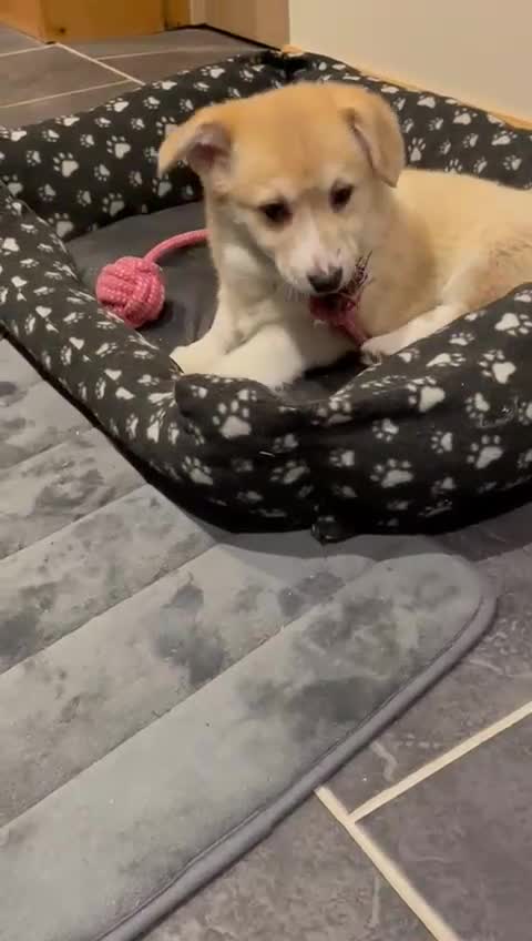 Welsh Corgi Pembroke dogs for sale: KC Registered Pembrokeshire Corgi Puppies - Video 1