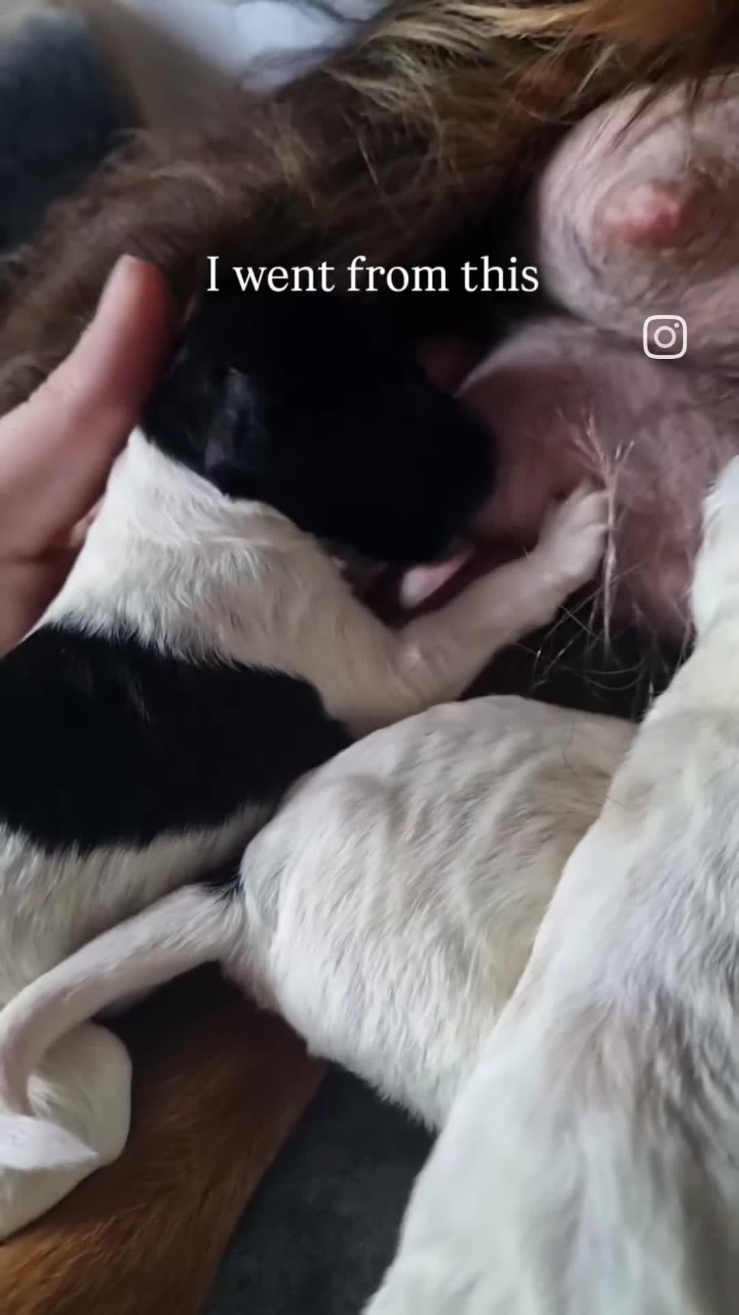 Cockapoo dogs for sale: Bouncy black & white Cockapoo - Video 3