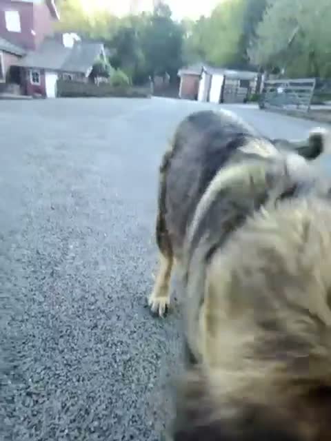 Caucasian Shepherd Dog dogs for sale: Caucasian Shepherd rescue dog outdoor guard dog - Video 1