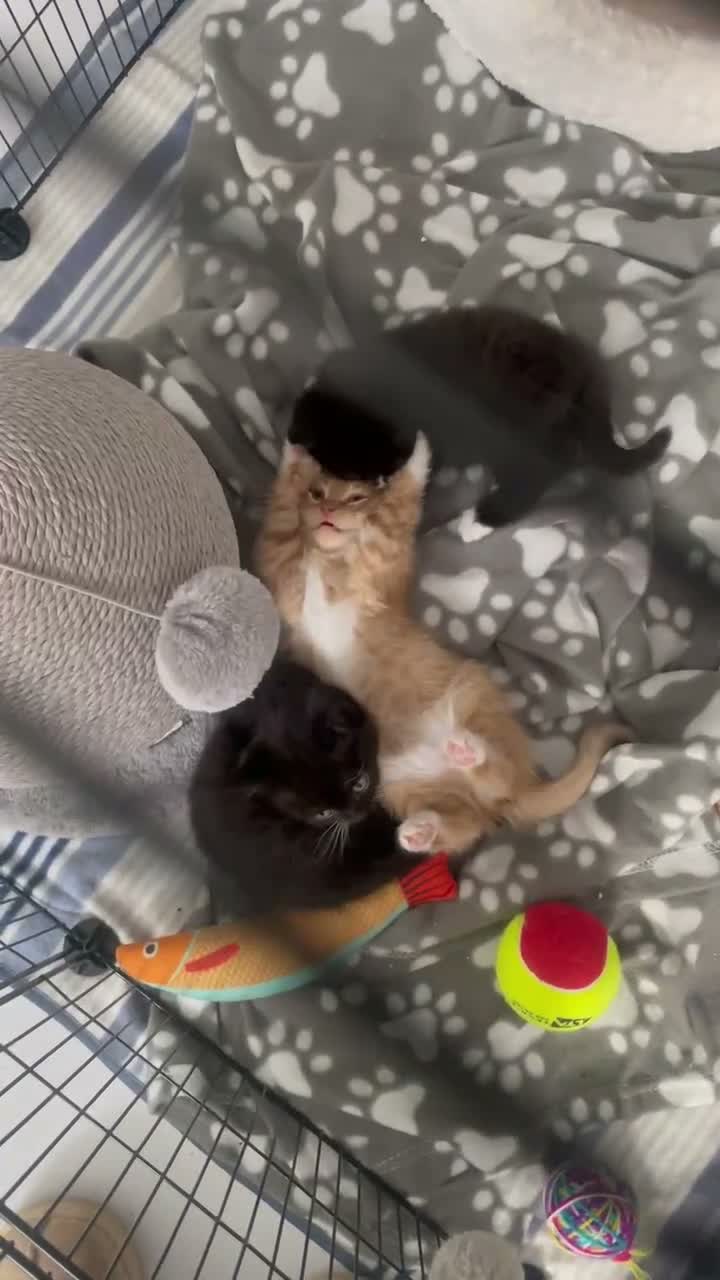 Mixed Breed cats for sale: British Shorthair Mix Kittens  - Video 1