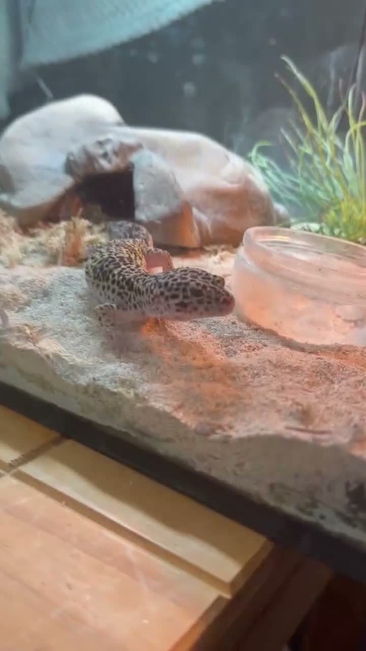 Leopard Gecko reptiles for sale: 🦎 Leopard Gecko Buddy – Looking for new home - Video 2
