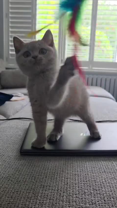 British Shorthair cats for sale: British Shorthair Lilac & Grey Blue Cute Kittens  - Video 1