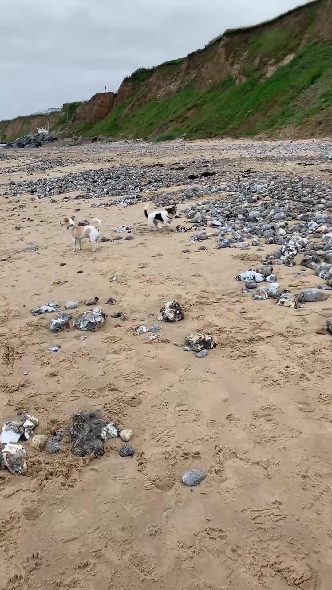 Jack Russell dogs for sale: Jack Russel male  - Video 1