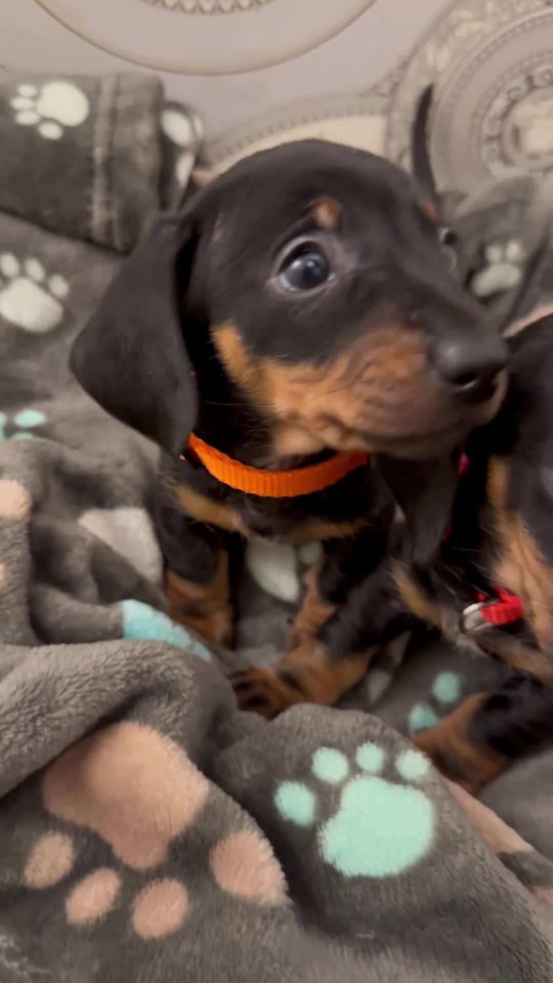 Dachshund dogs for sale: Dachshund Puppies  - Video 1