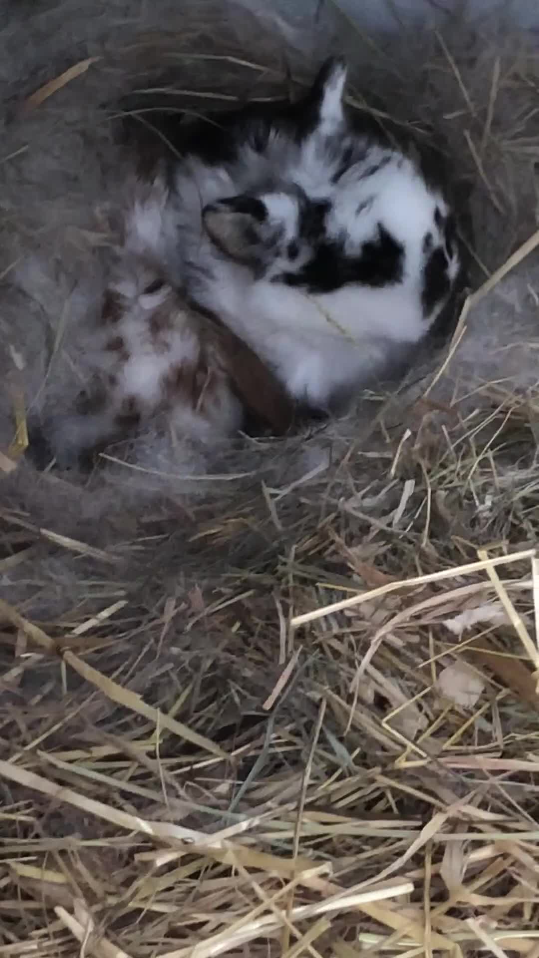 Mini Lop rabbits for sale: Mini lop kits for sale  - Video 3