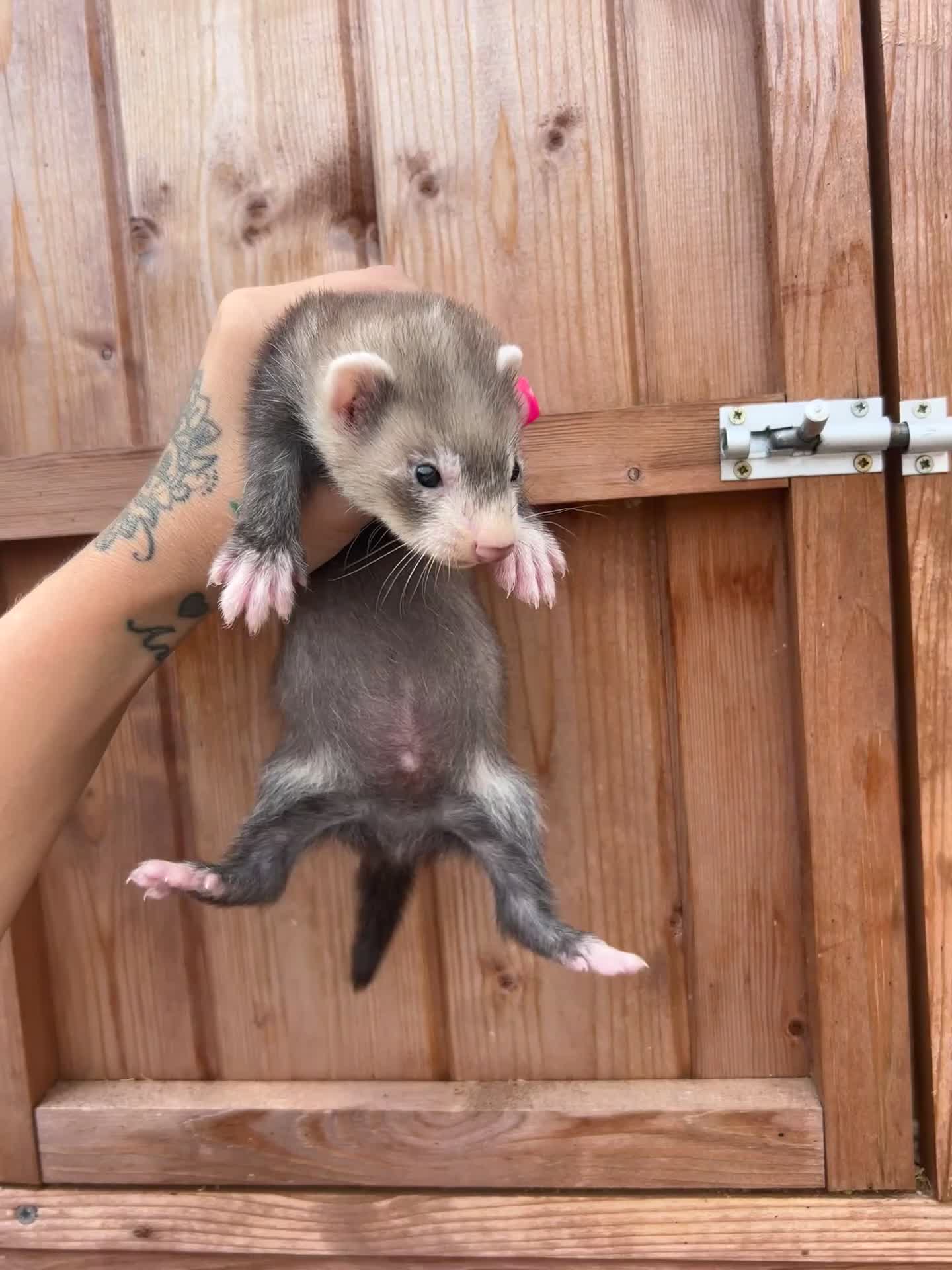 Ferret rodents for sale: 1Hob&jill semi angorasdadspedigree on feritage - Video 1