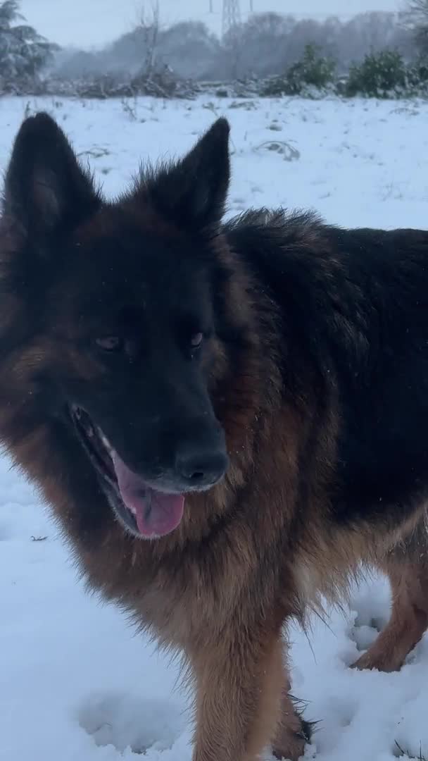 German Shepherd dogs for stud: Hector DNA ,Hips,Elbows perfec.STUD GSD long hair  in Doncaster - Video 1