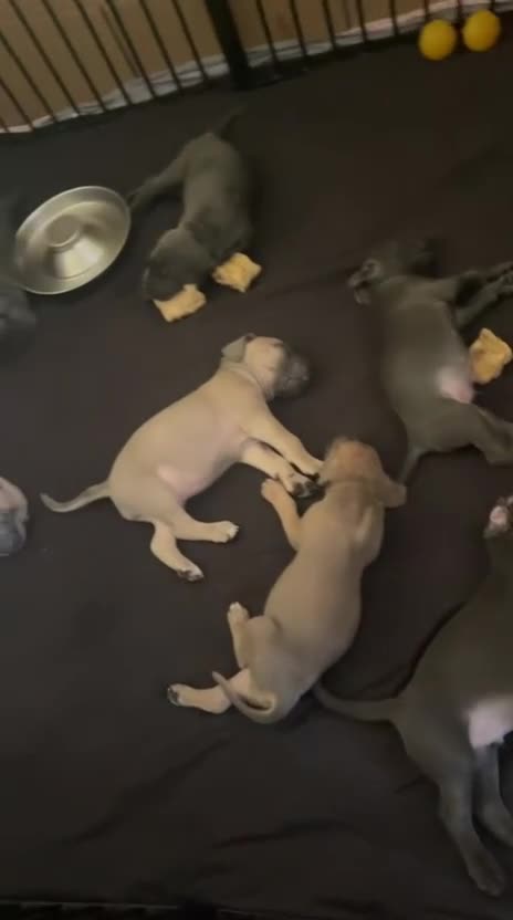 Cane Corso dogs for sale: Cane Corso Puppies for sale  - Video 2