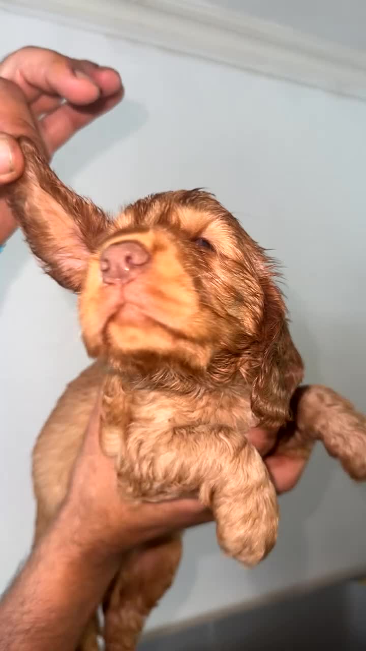 Cocker Spaniel dogs for sale: Full pedigree long silky show cocker spaniels  - Video 4
