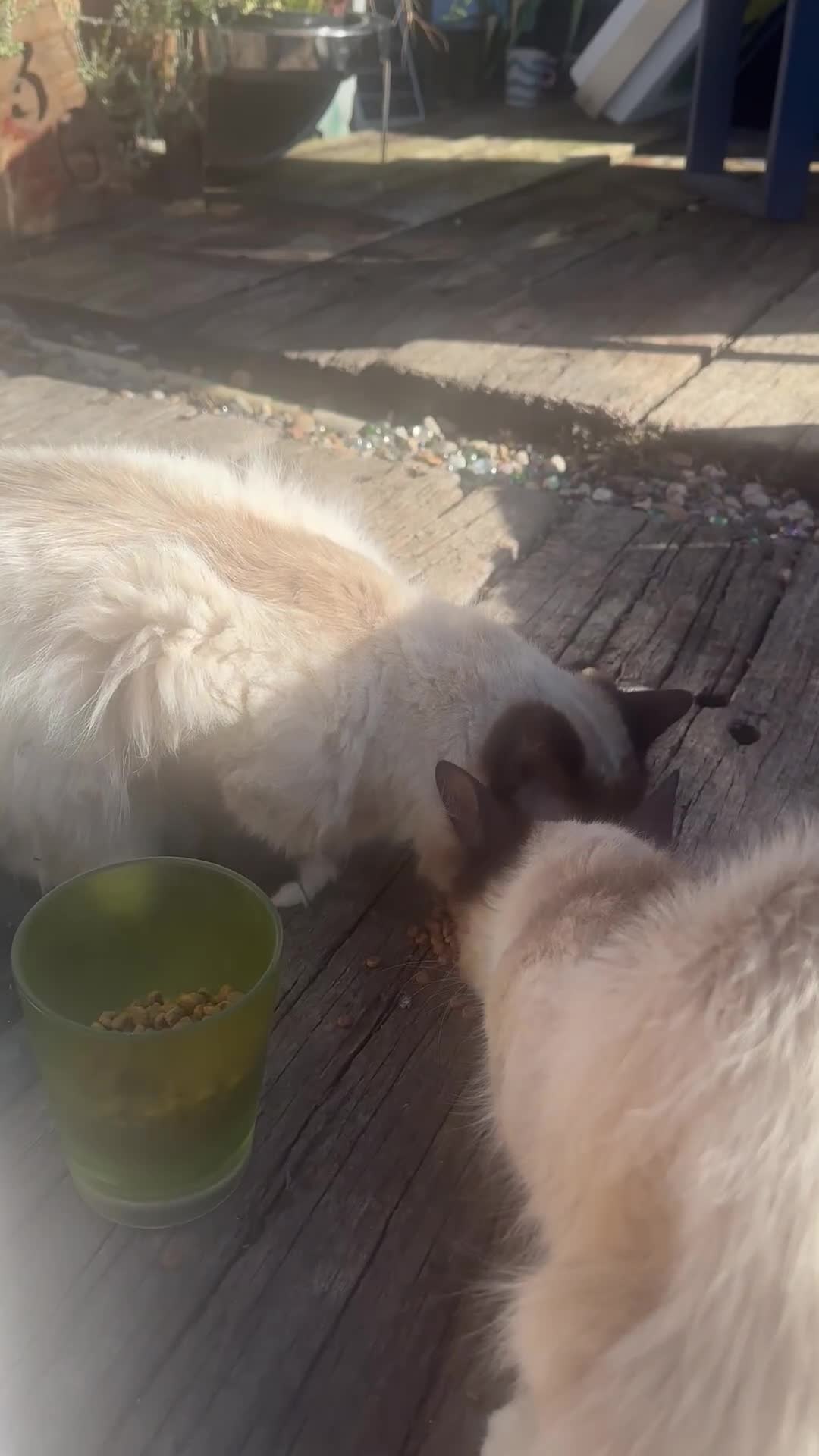 Ragdoll cats for sale: Ragdollhad the best start  - Video 1