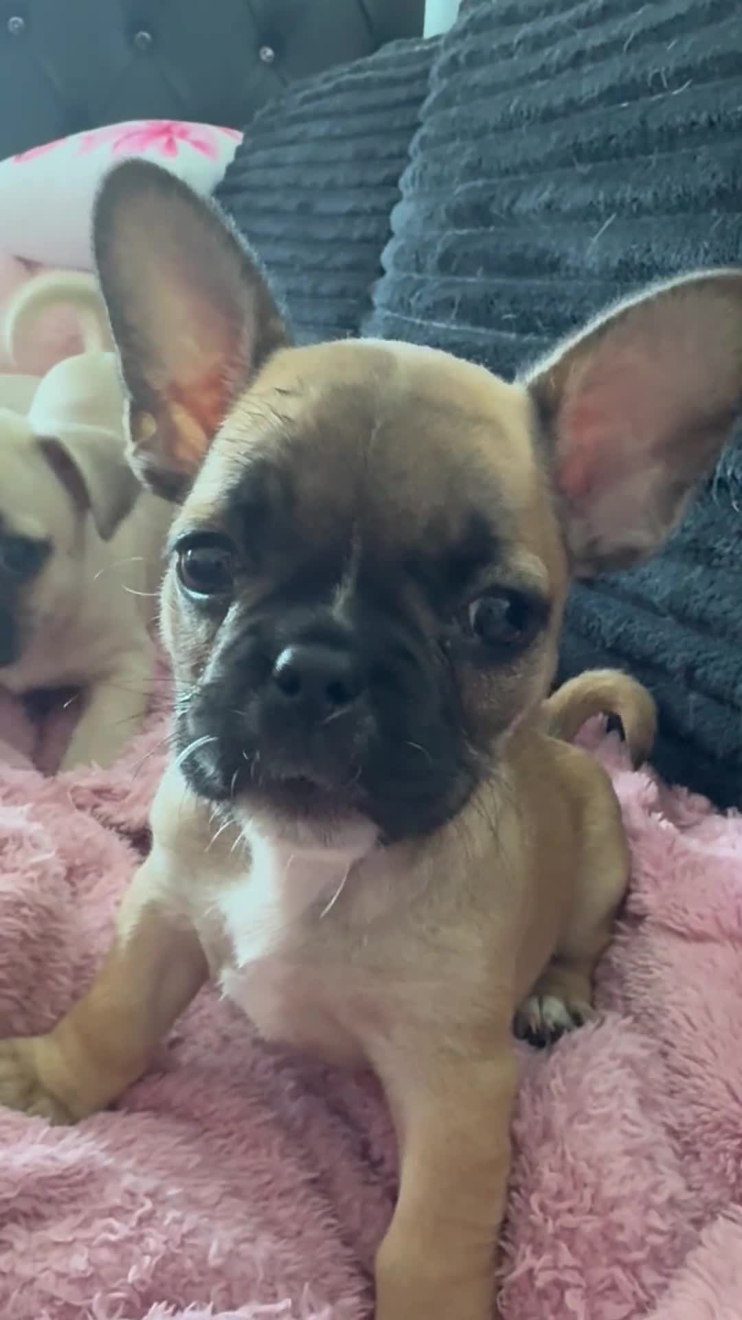 Mixed Breed dogs for sale: 8 Weeks Old French bulldog puppies - Video 1