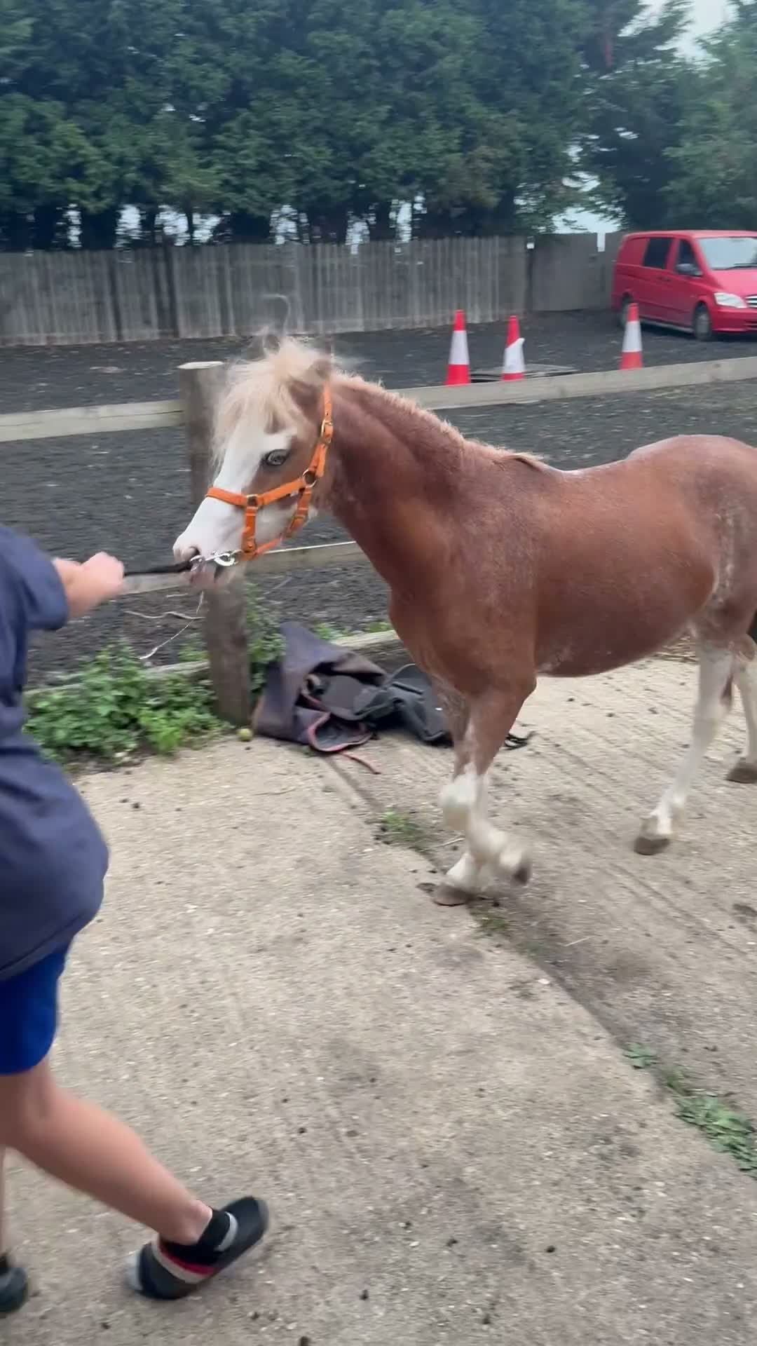 Welsh Section A horses for sale: Flash - Video 2