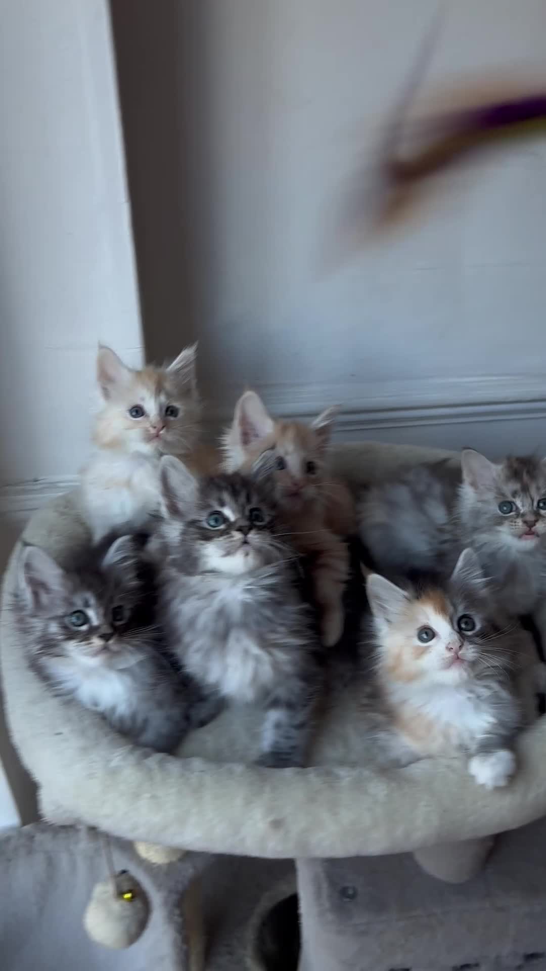 Maine Coon cats for sale: Sweet teddy bears. 🧸 🐈‍⬛ - Video 1